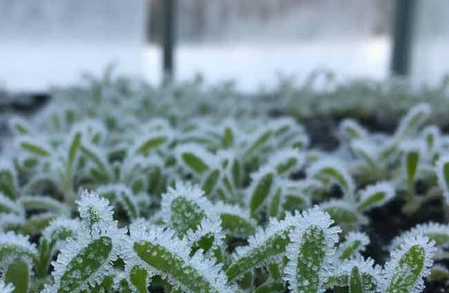 Чим обігріти теплицю під час заморозків